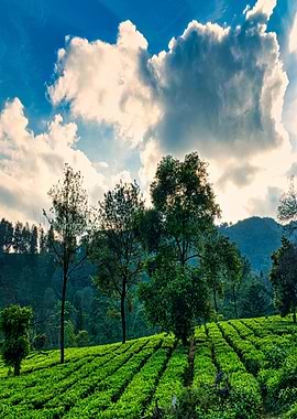 Lush Green Tea Plantation Landscape