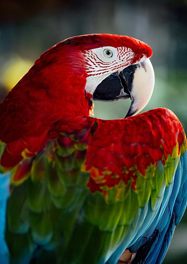 Close-up of a Colorful Macaw Parrot