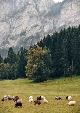 Sheep Grazing in Mountainous Landscape