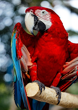 Scarlet Macaw Portrait on Branch