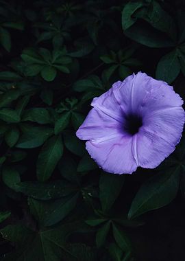 Purple Flower Surrounded by Green Leaves