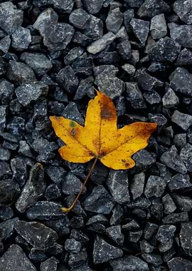 Yellow Leaf on Gray Rocks