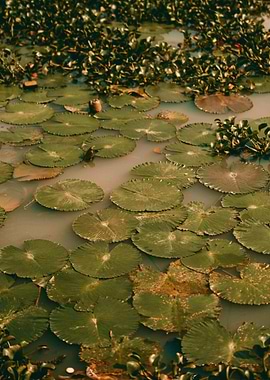 Lily Pads on Water Surface
