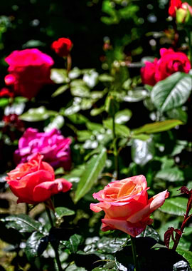 Colorful Roses in a Garden Setting