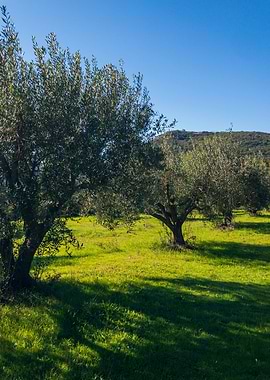 HORRAON Olive Grove XXVIII
