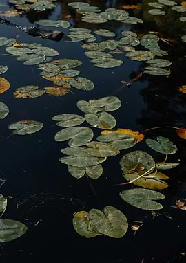 Lily Pads on Dark Water