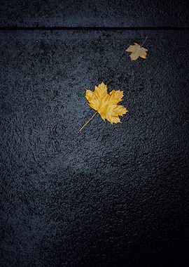 Autumn Leaves on Wet Pavement