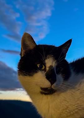 Aryvvas, The Molossian King