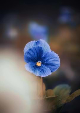 Blue Pansy Flower Close-Up
