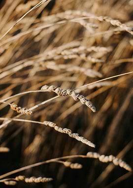 Close-up of Dried Wheat Stalks