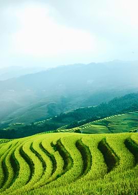 Green Rice Terraces Landscape