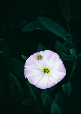 Spider on a White Flower