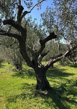 HORRAON Olive Grove XXVII