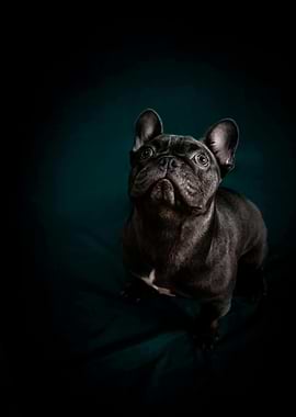 French Bulldog Portrait on Dark Background