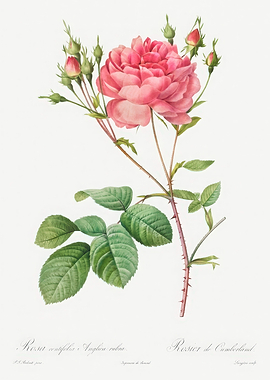 Rosa Centifolia Anglica Rubra Illustration,Pierre Joseph Redoute