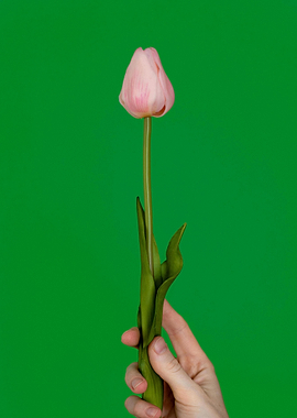 Pink Tulip Held Against Green Background