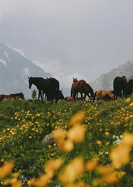 Horses grazing in a mountain meadow