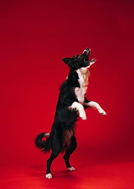 Energetic Border Collie on Red Backdrop