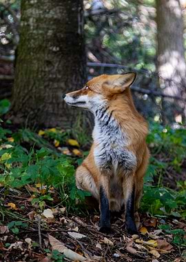 Fox sitting in the forest