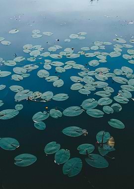 Lily Pads on Water Surface