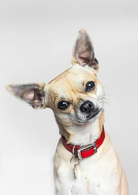 Curious Chihuahua with Red Collar
