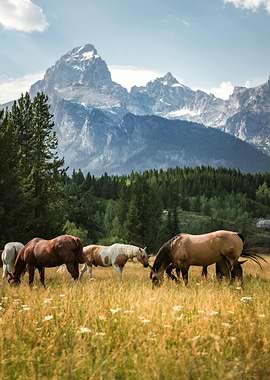 Horses Grazing in Mountain Meadow