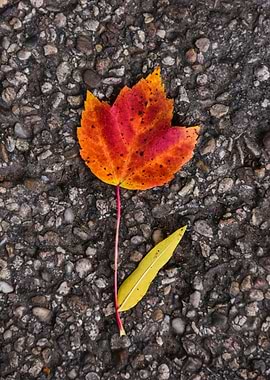 Autumn Leaves on Stone