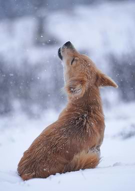 Golden Dog Howling in Winter Snow