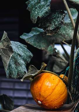 Small Orange Pumpkin with Green Leaves