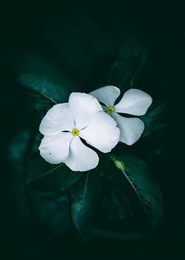 White Flowers with Dark Green Leaves