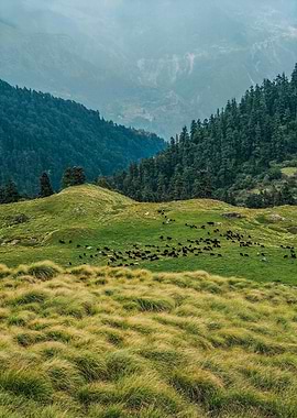 Mountain pasture with grazing animals
