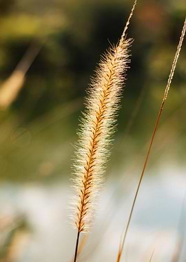 Golden Grass Seed Head Close-Up
