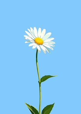 Daisy Flower on Blue Sky