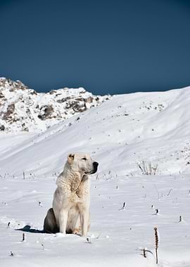 Dog in Snowy Mountain Landscape