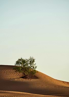 Desert Tree on Sand Dune