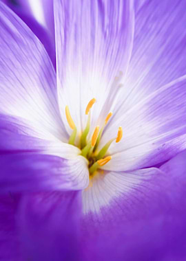 Purple and White Flower Close-Up