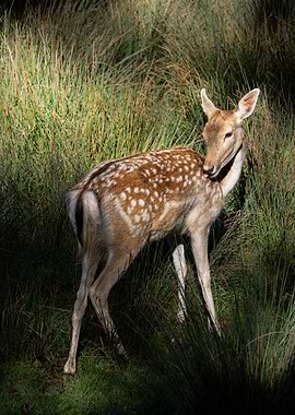 Spotted Deer in Grassy Field