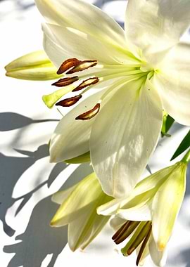 White Lily Close-Up