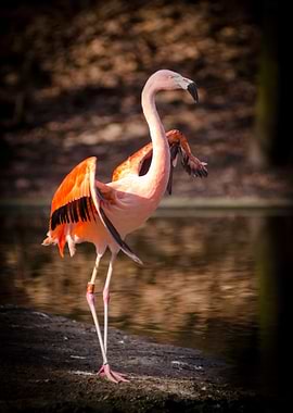Flamingo Stretching Wings by Water