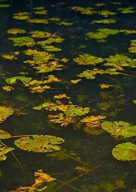 Lily Pads on Water Surface