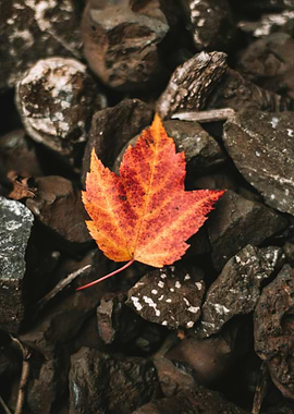 Autumn Leaf on Rocks