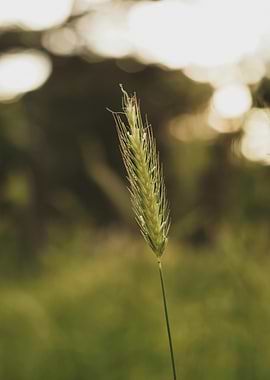 Single Wheat Stalk Close-Up