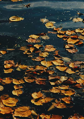 Autumn Leaves Floating on Dark Water