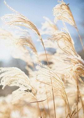Golden Grass Field in Sunlight