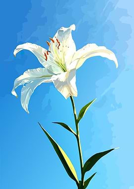 White Lily Against Blue Sky