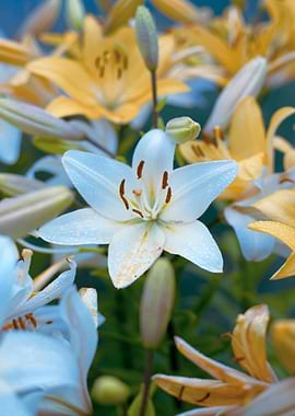 White and Yellow Lily Flowers