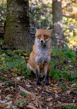 Fox sitting in the forest
