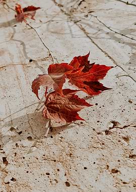 Autumn Leaves on Concrete Wall