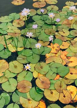 Water Lilies in a Pond