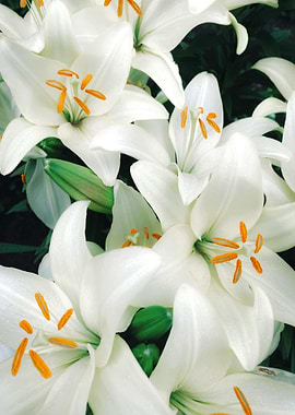 Close-up of White Lilies